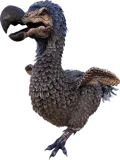 Aberrant Dodo