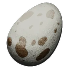 Fertilized Dodo Egg