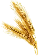 Fresh Wheat