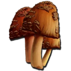 Rare Mushroom