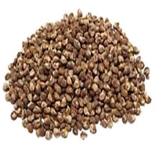 Tobacco Seed